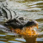 The Everglades: A Living Treasure of Animals and Plants