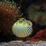 Defensive Superpowers: How Ocean Creatures Protect Themselves