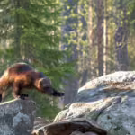 Tenacious Tundra: How Wolverines Thrive in the Arctic Wilderness