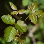 Poison Ivy: Why It Makes You Itch