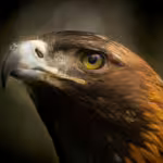 Golden Eagles: Masters of the Mountain Air