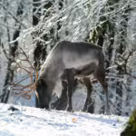 The Great Migration: How Caribou Cross the Arctic Tundra