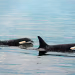 Seafaring Smarties: Exploring the Social Intelligence of Orcas