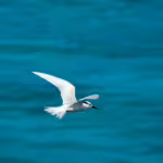 The Arctic Tern’s Record-Breaking Global Journey