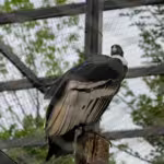Condors and the Challenge and Success of Conservation Efforts