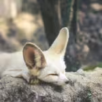 Fennec Foxes: Desert Survivalists with Iconic Ears