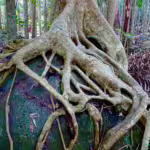 Strangler Figs: Forest Assassins or Keystone Species?