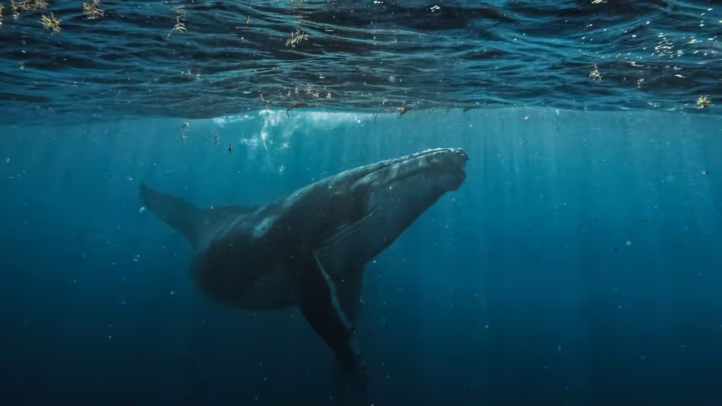 Blue Whales: The Largest Animals to Ever Live