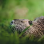 How Beavers Transform Landscapes and Create Wetlands