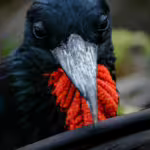 Frigatebirds: Pirates of the Sky