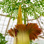 The Titan Arum: The World’s Smelliest Flower