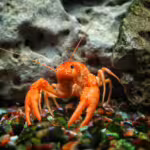 Crayfish and Their Freshwater Shrimp Relatives: Life Beneath the Surface