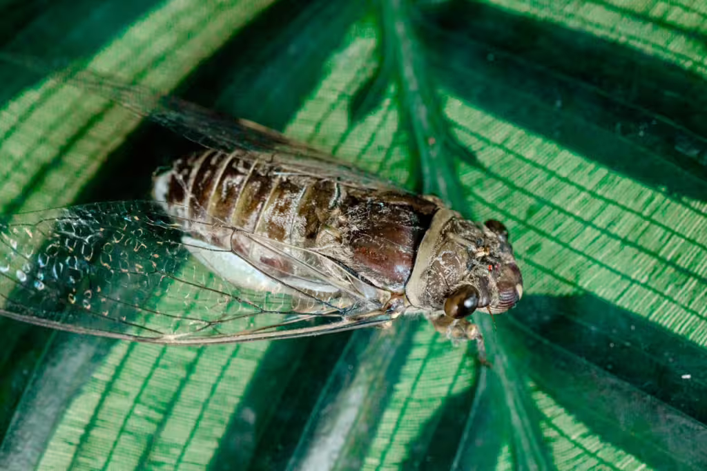 The Life Cycle of Cicadas: 17 Years Underground
