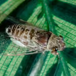 The Life Cycle of Cicadas: 17 Years Underground