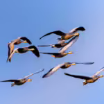 The Migration Secrets of Bar-Headed Geese Over the Himalayas