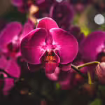 How Orchids Use Deception to Attract Pollinators