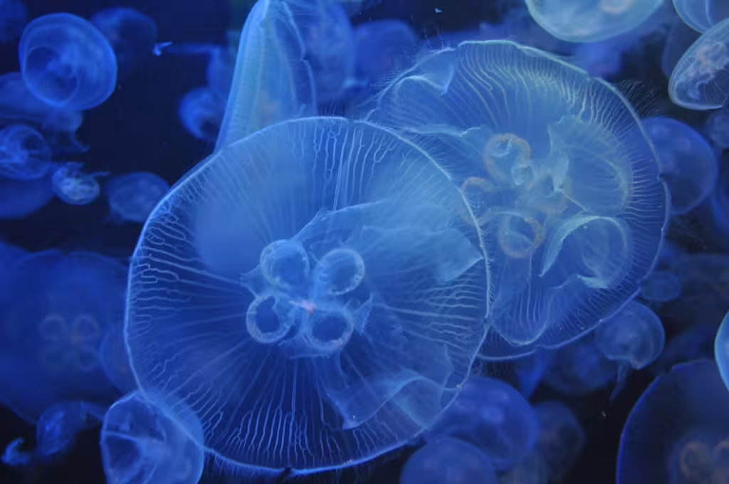 Jellyfish Blooms and the Effects of Climate Change