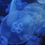 Jellyfish Blooms and the Effects of Climate Change
