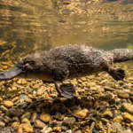 Monotremes: The Egg-Laying Mammals That Defy Expectations