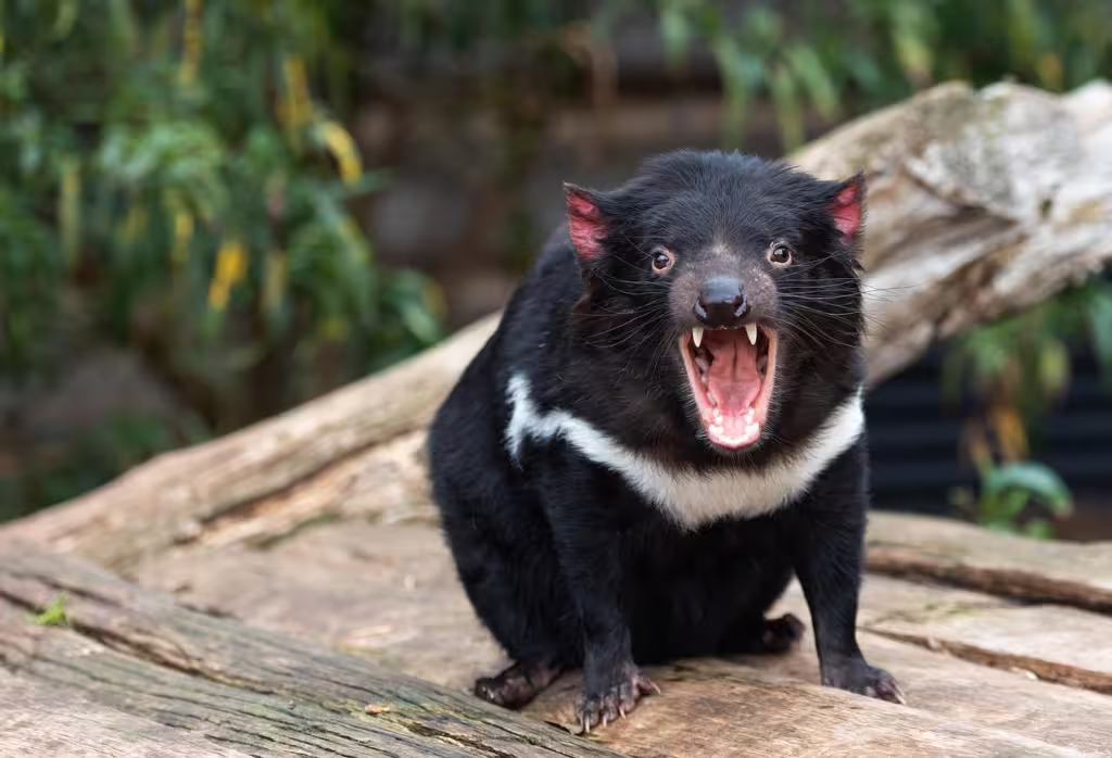 Tasmanian Devils and the Fight Against Facial Tumor Disease