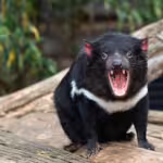 Tasmanian Devils and the Fight Against Facial Tumor Disease