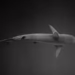 Thresher Sharks: The Ocean’s Long-Tailed Hunters