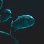 The Fearsome World of Deep-Sea Predators