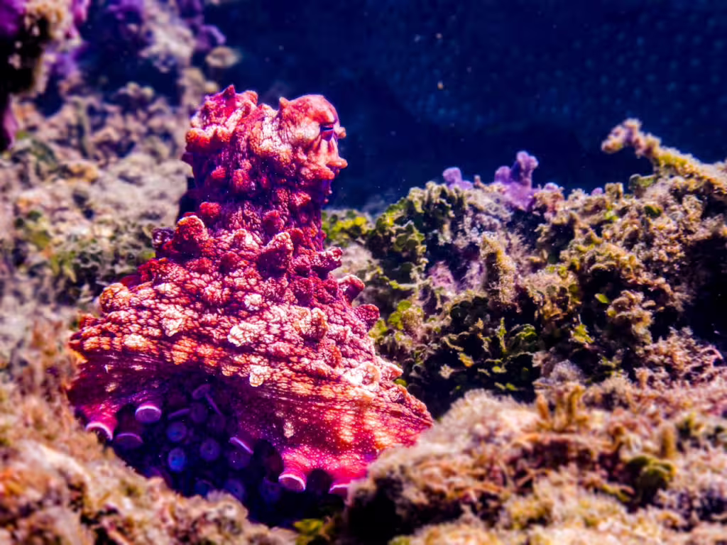 Masters of Disguise: Undersea Animals That Mimic Other Creatures