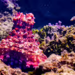 Masters of Disguise: Undersea Animals That Mimic Other Creatures