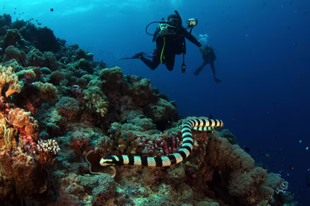 Sea Snakes: Masters of Life Beneath the Waves