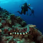 Sea Snakes: Masters of Life Beneath the Waves