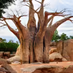 Baobab Trees: The Real and Mythical Tree of Life