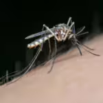 Mosquitoes: Tiny Insects with an Oversized Global Impact