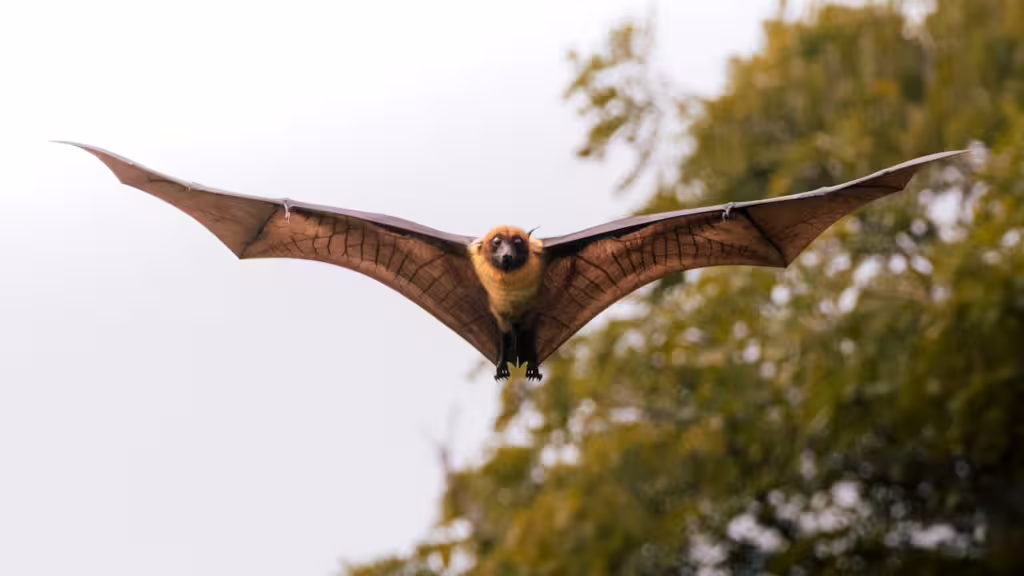 How Fruit Bats Support Tropical Forest Regrowth
