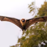 How Fruit Bats Support Tropical Forest Regrowth