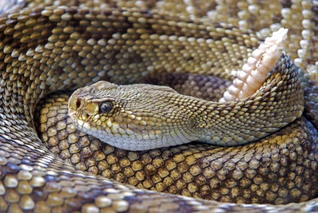 Rattlesnakes Around the World: Evolution, Adaptation, and Their Global Relatives