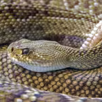 Rattlesnakes Around the World: Evolution, Adaptation, and Their Global Relatives