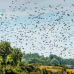 The Science Behind Murmurations of Starlings