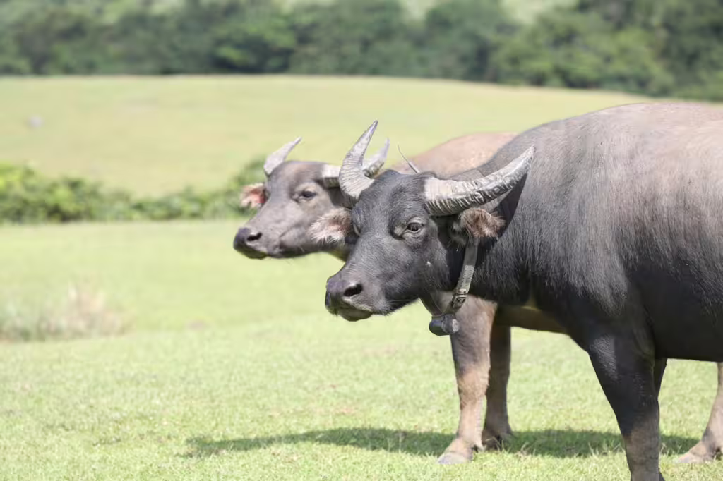 Indian Water Buffalo: Giant Legends of Wetlands and Culture