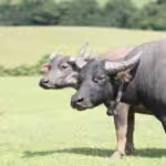 Indian Water Buffalo: Giant Legends of Wetlands and Culture