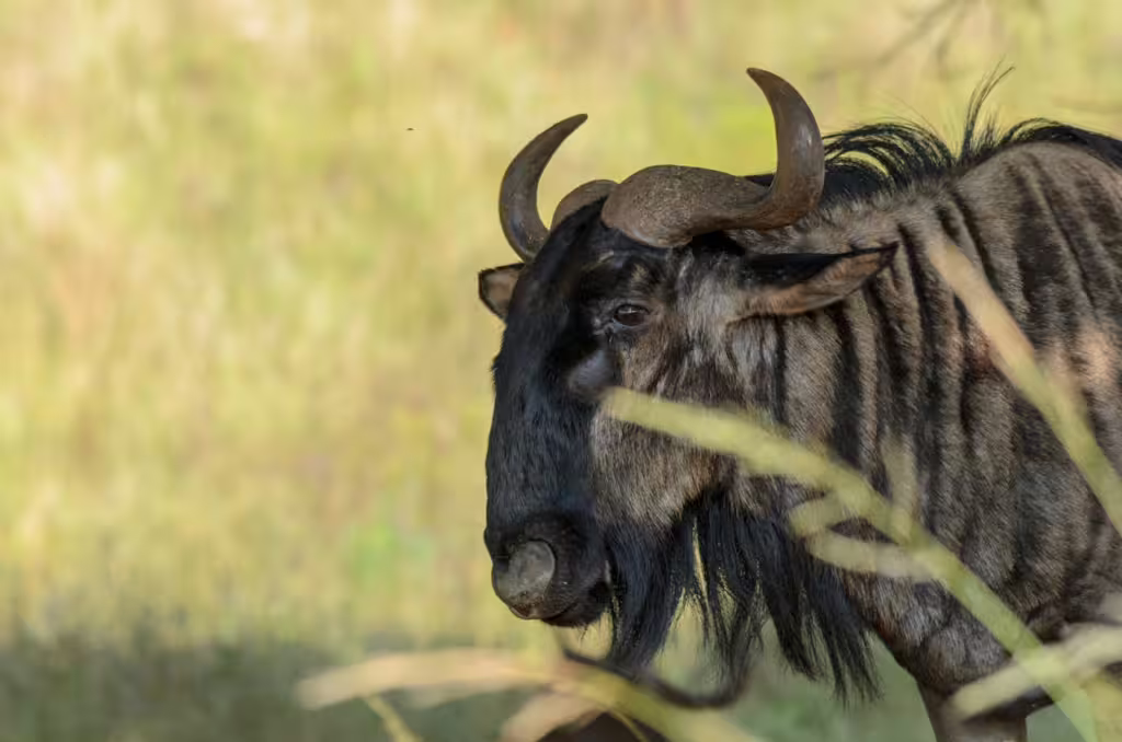 Wildebeest: The Pulse of the Plains