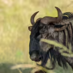 Wildebeest: The Pulse of the Plains