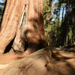 Redwoods: The Tallest and Some of the Most Important Trees on Earth