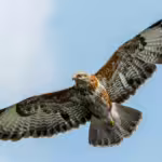 The Biomechanics of Hawk Hunting