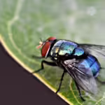 Flies: The Overlooked Insects Shaping Ecosystems