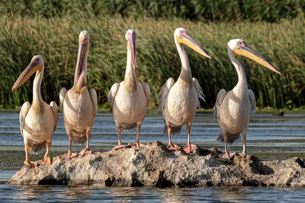 Pelicans: The Master Fishers of the Coast