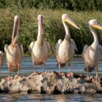 Pelicans: The Master Fishers of the Coast