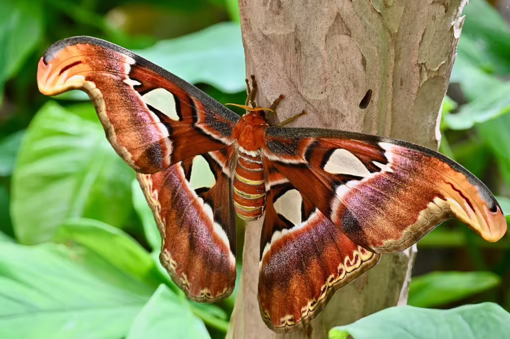 The World’s Largest Bugs: Giants of the Insect World