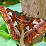 The World’s Largest Bugs: Giants of the Insect World