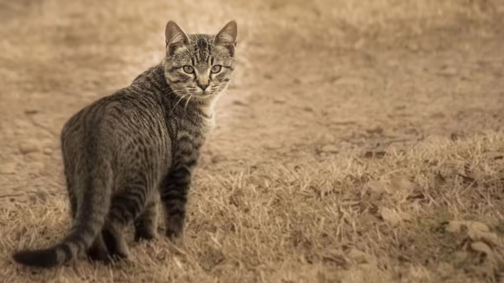 Domestic Cats and Humanity: Our Stories Intertwined